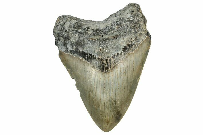 Serrated, Fossil Megalodon Tooth - North Carolina #328887